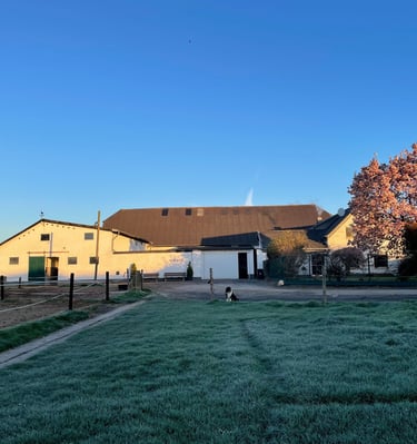 Frosty horse farm landscape with white stables, blooming pink cherry tree, and green paddock at sunrise.