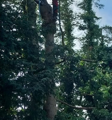 démontage sapin aux griffes