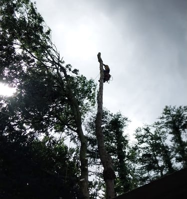 démontage sapin aux griffes