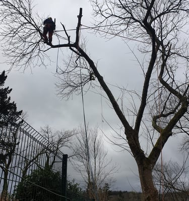 élagage châtaignier + installation poulie pour câble téléphonique