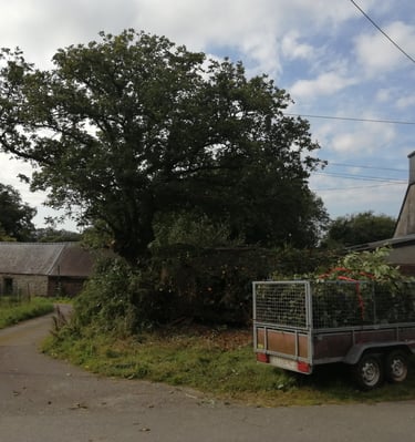 Rajeunissement haie laurier palme + réhaussement de la couronne d'un chêne