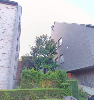 rubberboom, regelmatig te snoeien wegens beperkte groeiplaats