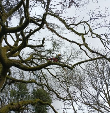 chasse aux bois morts