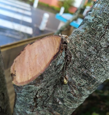 coupe lisse avec la scie japonaise #silky