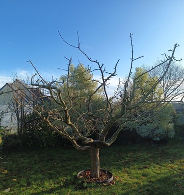 pommier équilibré (taille hiver)