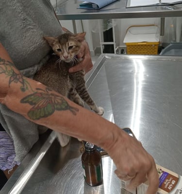 Emergency veterinary examination for a cat at Pet Pulse Animal Hospital in Battaramulla