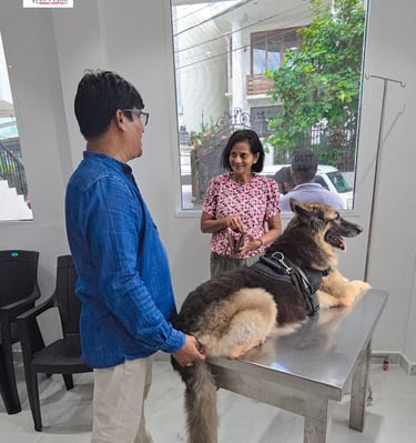 Emergency veterinary care for a large dog at Pet Pulse Animal Hospital in Battaramulla