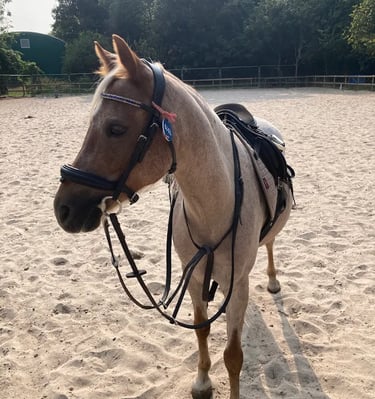 Saddled brown pony with riding tack standing in a sand equestrian arena.