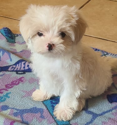 Shih Tzu Maltese MalShi Puppy on blanket in Florida.