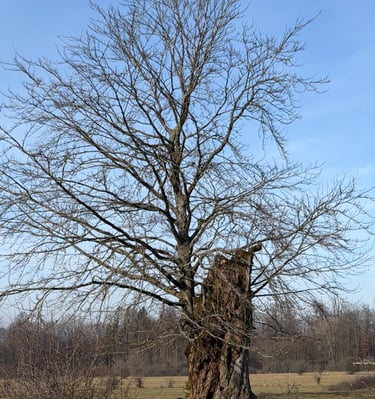 Baumpflege Oberursel