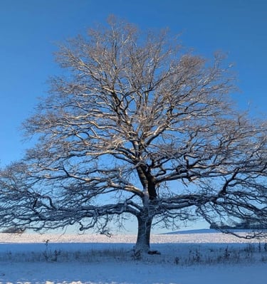 Baumschnitt Bad Homburg