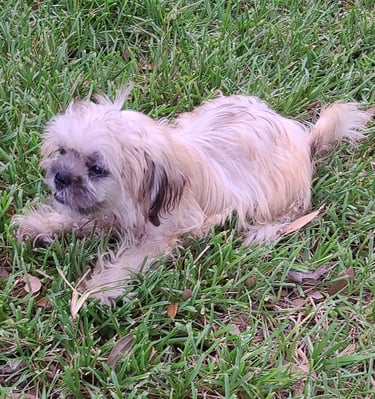 Brown Mal-Shi teacup puppy play in grass in Austin Texas.