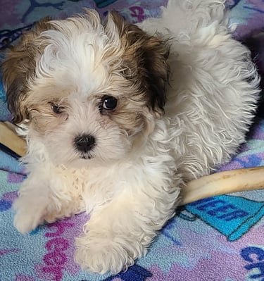 White and Brown confident smart happy going puppy for sale in Texas