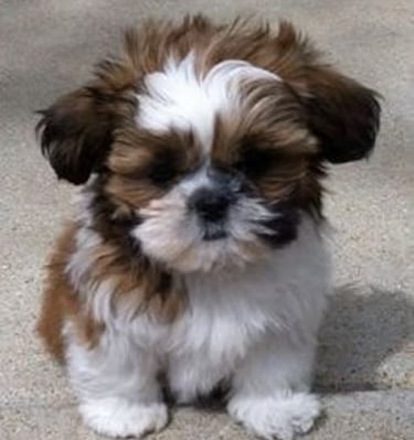 Brown and White maltese shih-tzu mix puppy sitting outside in Texas.