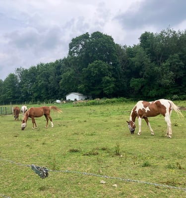 Several horses, including a paint horse, grazing in a green pasture near a forest under a cloudy sky.
