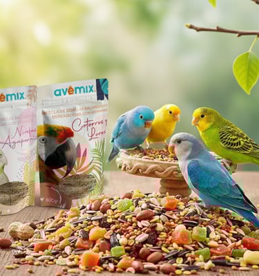 alimento de aves como zenzontle calandria huitlacoche 