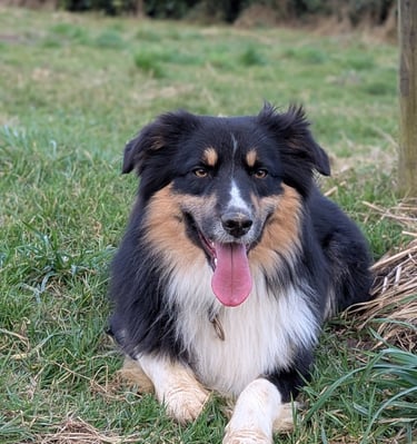 bien être canin