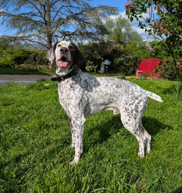 GARDE CHIEN NANCY