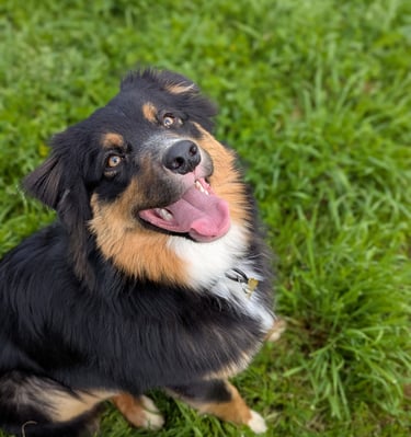 chien heureux