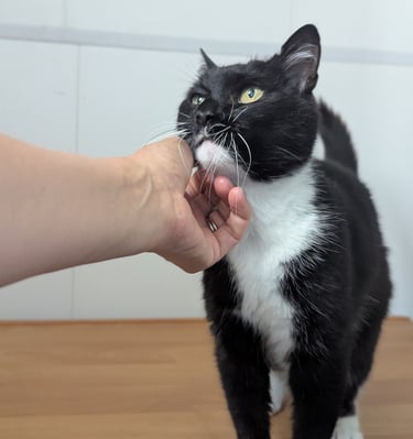 chat heureux