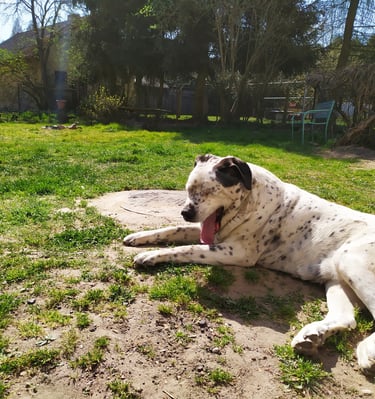 A dog laying on the ground in a grassy area