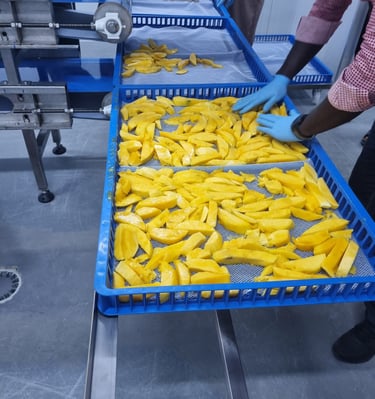 Mangos before drying in a dryer