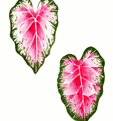 two heart shaped leaves with a pink core