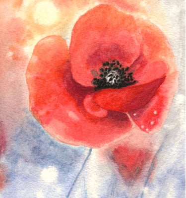 a red poppy flower with a white background