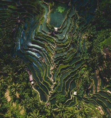 Bali's rice terraces, particularly the Tegallalang and Jatiluwih terraces, are famous for their stun