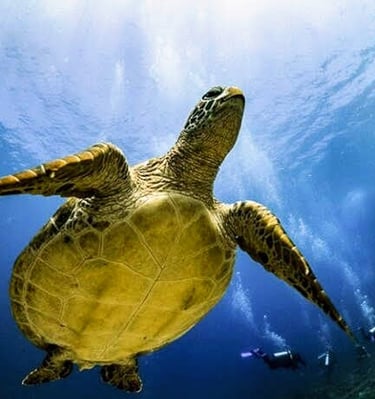 Gili Air, a small island off the coast of Lombok, Indonesia, is a renowned haven for sea turtles