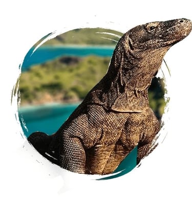 Komodo dragons in Labuan Bajo are one of Indonesia's most incredible natural attractions