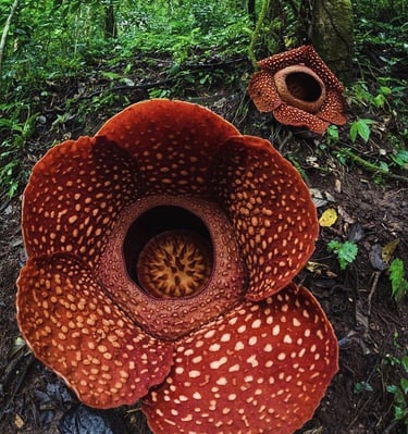 A Sumatra's Giant Flower, Rafflesia Arnoldi