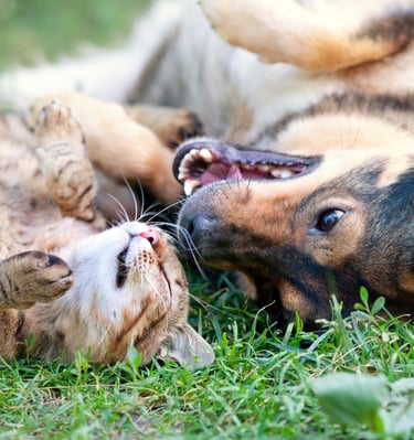 Reliable pet sitting and dog walking in Lynnwood, Everett, and Mukilteo