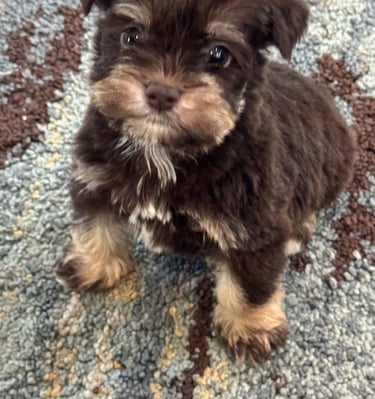 Liver/tan male
