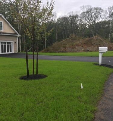 New Lawns with over seed