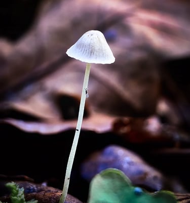Paddestoel