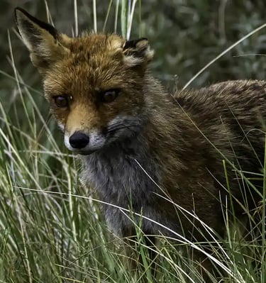 Vos in de Amsterdamse Waterleidingduinen