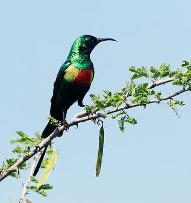 beuatiful-sun-bird