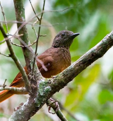 red-tailed-anthrush