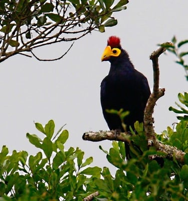 ross-s-turaco