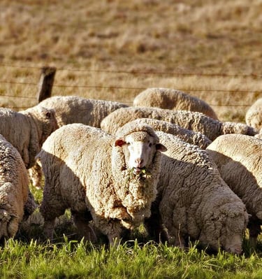 עדר כבשי מרינו בשדה, ניו זילנד