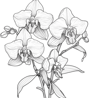 coloring page of flowers