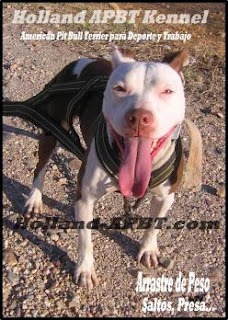 holland apbt kennel kira american pit bull terrier adba