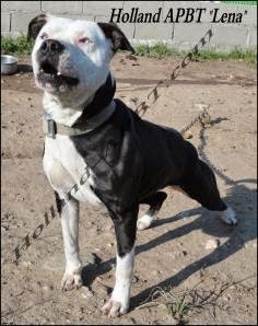 holland apbt kennel lena American Pit bull Terrier ADBA