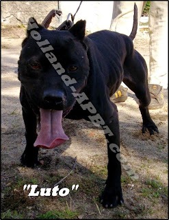 holland apbt kennel luto APBT GAME DOG