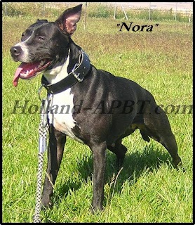 HOLLAND APBT KENNEL NORA (MANUEL APBT GAMEDOG BLOODLINE)