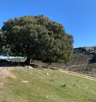 Encina en Zuheros junto a la fuente de la Zarza