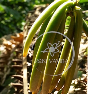 Green uganda vanilla beans