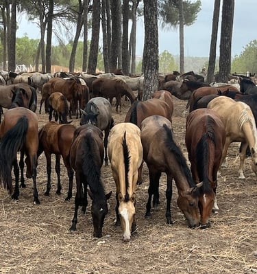 Marismoo, plataforma para cuidar de una especie en peligro de extinción. Caballos marismeños.