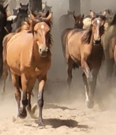 El paso del tiempo, favorece a los caballos marismeños. Los hace resistentes y fiables.